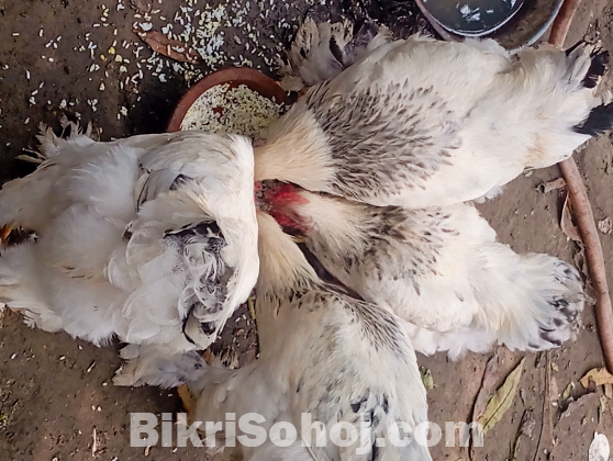 আমেরিকান লাইট বাহমা মোরগ